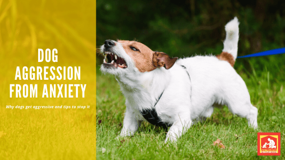 Dog Aggression from Anxiety | Dog Training In Your Home Columbia